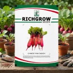CHINESE PINK RADISH