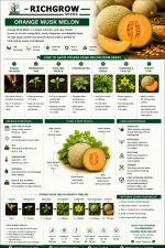 ORANGE MUSK MELON - Image 3