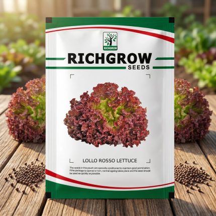 LOLLO ROSSO LETTUCE
