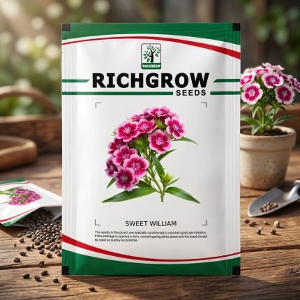 SWEET WILLIAM