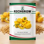 YELLOW CAPSICUM / BELL PEPPER