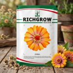 ZINNIA