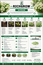 ALYSSUM - Image 3